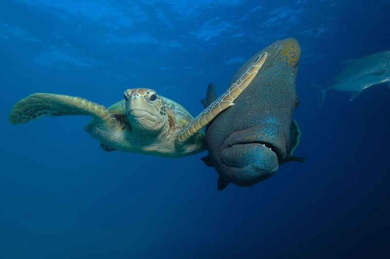 Image: Troy Mayne/Comedy Wildlife Photo Awards